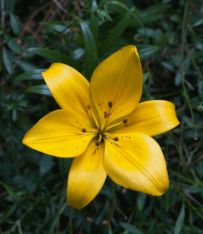 1905 7  Espaço Temático  Amarelo