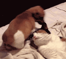 Video gif. A puppy wags its tail and steps over a cat resting on its back. Then it sits on the cat's face and turns back to look at it.