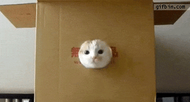 cat cardboard box GIF