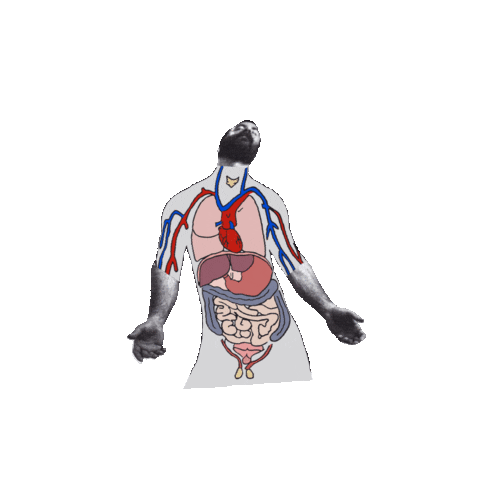 muscle & motion – strength training app