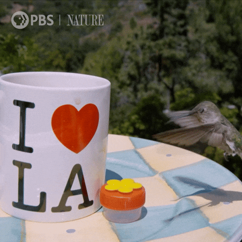 Los Angeles Bird GIF by Nature on PBS