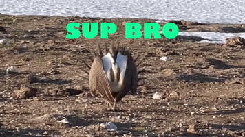 You Want Some GIF by U.S. Fish and Wildlife Service