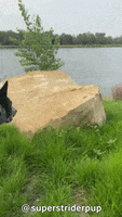 Cattle Dog Hello GIF by Geekster Pets