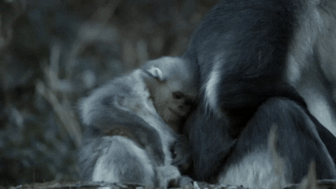 Featured image of post Monkey Hug Gif