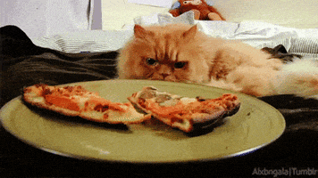 cat pizza GIF