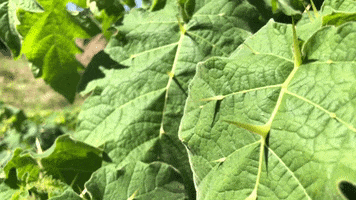 Nature GIF