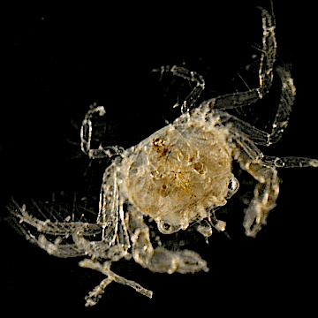 Sea Crab GIF by PBS Digital Studios