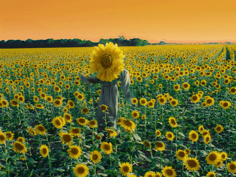 Sunflower GIFs - Get the best GIF on GIPHY