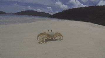 crab ghost crab GIF