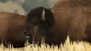 Bison Yellowstone GIF by Nat Geo Wild