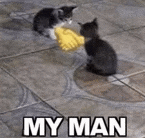 Cat GIF