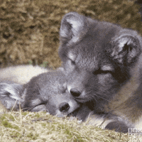 Sleepy Baby Animals GIF by BBC America