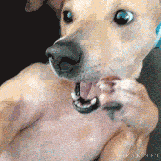 Perro GIF - Find & Share on GIPHY