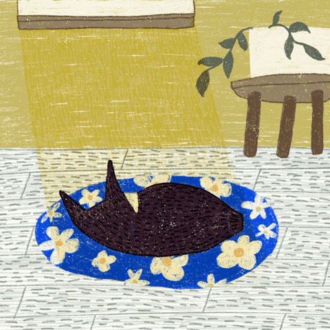 Cat GIF