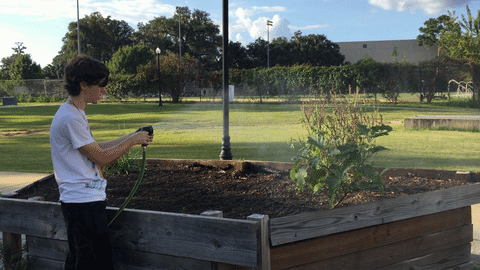 Florida State University Garden GIF