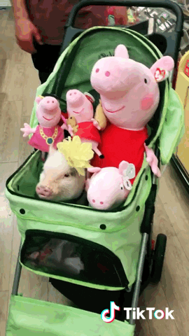 tiktok cute pig piggy cute animals GIF