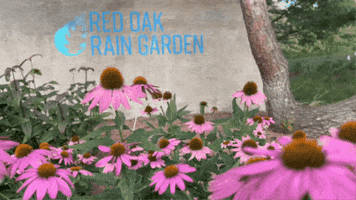 Red Oak Rain Garden GIF