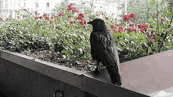Black GIF