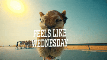 Wednesday Feels GIF by Red Giant