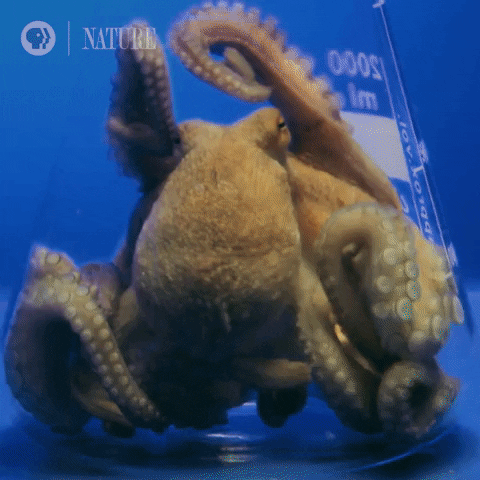 Marine Life Sea GIF by Nature on PBS - Find & Share on GIPHY