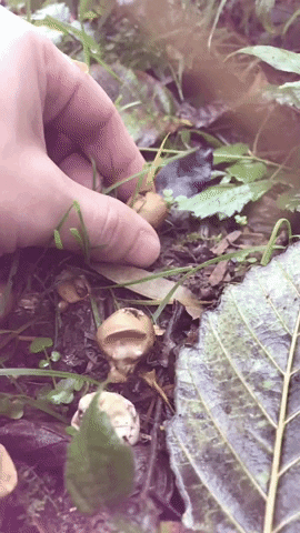 Mushroom GIF
