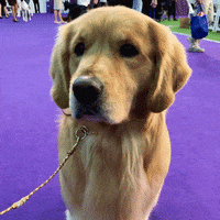 Golden Retriever Dog GIF by Westminster Kennel Club