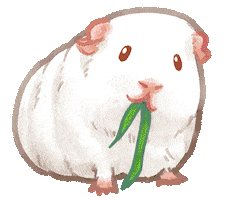 Guinea Pig Eating Sticker