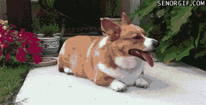 corgi vacuuming GIF