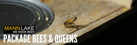 queen bee