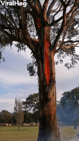 Tree Burns From Inside Out GIF by ViralHog