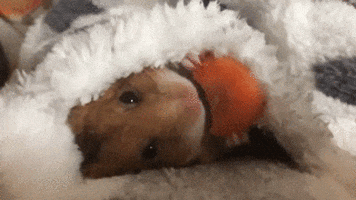 Hamster Blanket GIFs - Get the best GIF on GIPHY