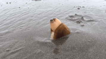 rawr24  GIF
