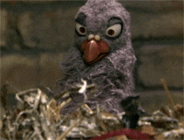 Video gif. A purple pigeon puppet sits in his nest with a carton of popcorn and raises binoculars to his eyes to catch the drama below. 