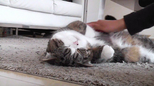 Ecstasy Happy Kitty GIF - Find & Share on GIPHY