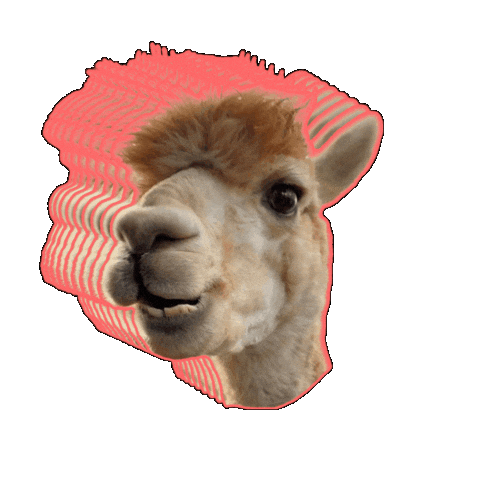 Llama Alpaca Sticker