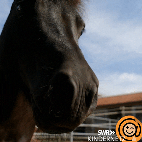 Look Horse GIF by SWR Kindernetz