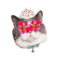 Ragdoll Cat Sticker by katdrawsit for iOS & Android