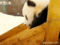Panda Sticker For Ios Android Giphy