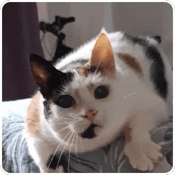 Cat GIF