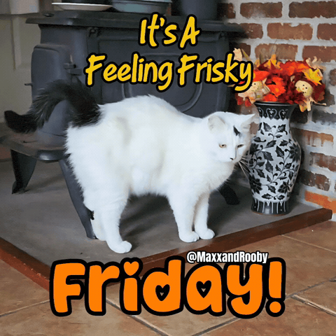 White Cat GIF