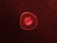 Cell-animation GIFs - Get the best GIF on GIPHY Cell-animation GIFs - Get the best GIF on GIPHY