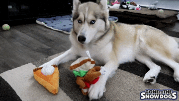 Lets Eat Thanksgiving GIF by Gone to the Snow Dogs