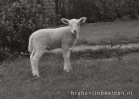 Goat Reaction GIF by Brabant in Beelden