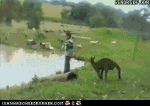Image result for kangaroo gif