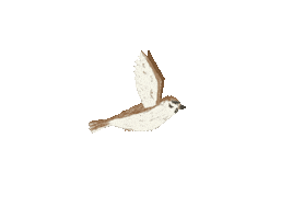 Bird Sticker