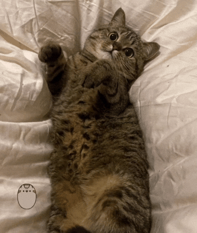 Cute Cat GIF
