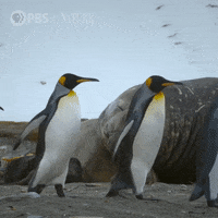 Pbs Nature Animales GIF by Nature on PBS