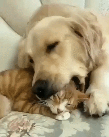 Cat And Dog GIF - Find & Share on GIPHY
