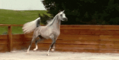 horse skipping GIF
