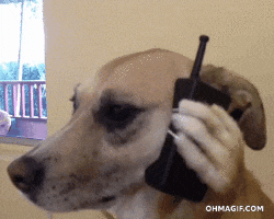 giphy.gif?cid=4d1e4f293b1b213f4f29cd16926a5a6ad2ea5bb06e034f72&rid=giphy.gif